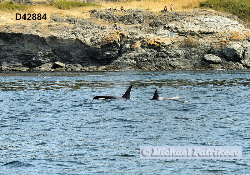 Killer Whale (Orcinus orca)